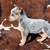 Blue heelers 8 weeks old 1 thumbnail