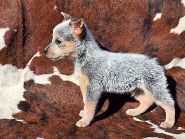 Blue heelers 8 weeks old 1