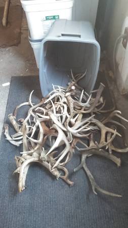 deer antlers 1