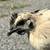 Chickens Ayam cemani 23 thumbnail