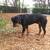 Pet Related Housing Issues? Pet / Sitting / Boarding short/long term 16 thumbnail