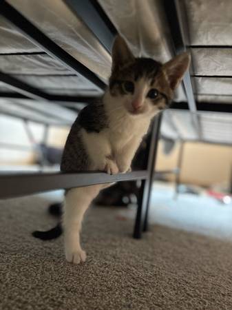 Un gatito macho (Tacoma)64032358009473122
