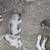 Husky puppy girls 17 thumbnail