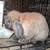 Rabbits 1 thumbnail