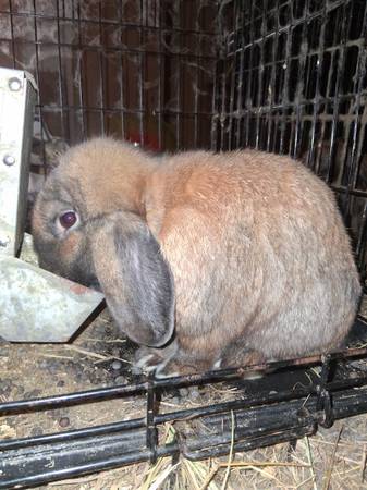 Rabbits 1