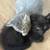 rehoming kittens 1 thumbnail