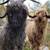 Angora Goats 6 thumbnail