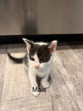 Kittys (Puyallup)63942500909954124