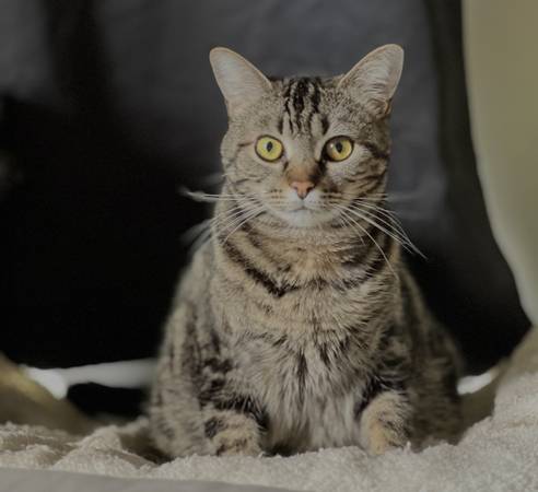 LOST cat (Portland)63842373333123120