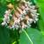 Milkweed Plants 1 thumbnail