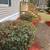 Pruning, mulch, lawn cleanup 7 thumbnail