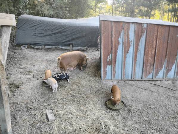 Kune Kune Piglets 1