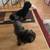 Your Trusted Pet Sitter for Busy Professionals! 10 thumbnail