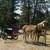Team of halflinger geldings 2 thumbnail