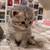 Scottish straight kittens 11 thumbnail