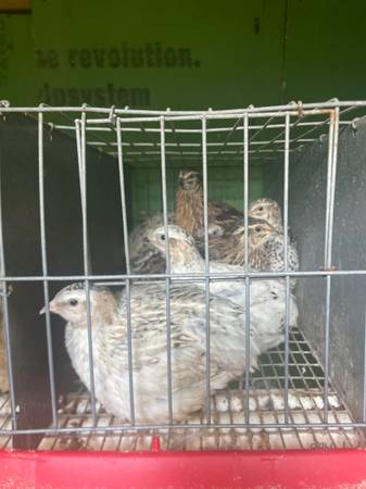 Quails 1