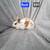 Pedigreed Mini Rex Bunnies 🐰 3 thumbnail