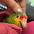 Red lore amazon  parrot 1 thumbnail