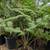 Australian Tree Fern 8 thumbnail