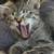 Orange and tabby kittens 5 thumbnail