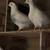 Pigeons 1 thumbnail