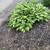 REDUCED END OF SEASON HOSTAS -Varigated & Solid 1 thumbnail