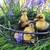 Ancona Ducklings 6 thumbnail