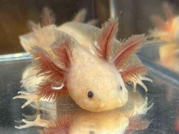 Axolotls 1