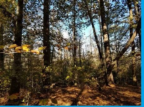 $425,000 The canvas to paint your future residence in Perquimans County!64033800601731123