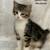 Manx male kitten 1 thumbnail