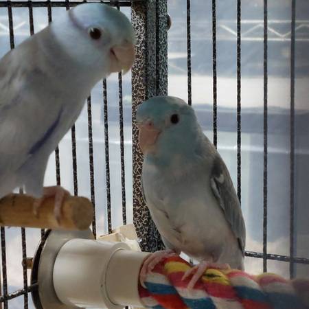 Parrotlets 1