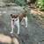 Please rescue this 7-year-old cute, sweet rat terrier 1 thumbnail
