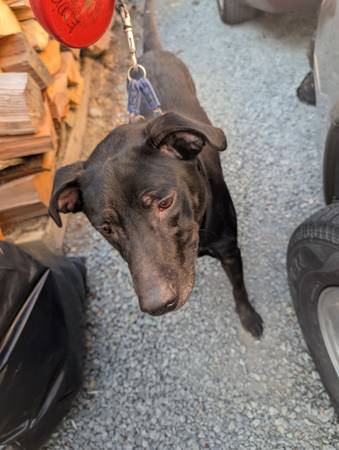 Free loving female dog (Mountlake Terrace)63688899079683123