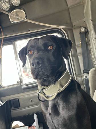 3 year old lab/ rot mix (Friend)63857444701441120