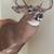 Deer Mounts 3 thumbnail