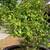 kumquat Tree For Sale - Can Ban Cay Tac Tron Goc To 3 thumbnail