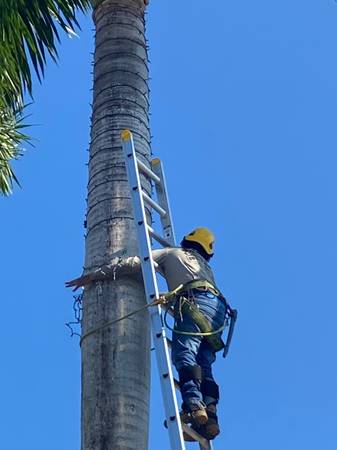 🌲Christmas light installation🌲 1