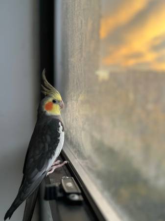 Hand tamed male cockatiel 1