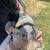 Catahoula/shepherd mix puppies 2 thumbnail