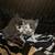 Manx kittens 5 thumbnail