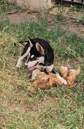 ? Sweet Mini Husky Heeler Puppy Needs Furever Home ? (Queen Creek)64300240066690120