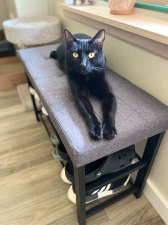 GATO PERDIDO – Negro, Cola Corta, Collar Rojo – Marysville (Quilceda Creek Apts) (Marysville)63750293089539124