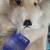 (3) Vintage Steiff Hand Puppets 8 thumbnail