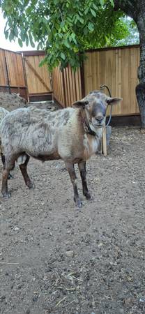 Sheep/borregos (hollister)63862000205825120