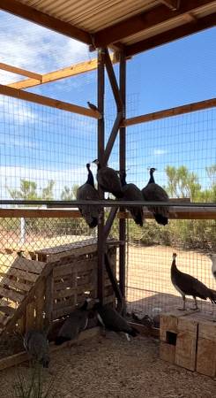 Peacock hens 2-3 years old 1