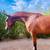 Mares for Sale or Lease on private small facility 7 thumbnail