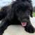 3puppies  black labradoodle females 2 thumbnail