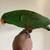 Pet Eclectus Parrot 2 thumbnail