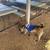Huge reward for safe return of my two dogs lost at Childs ave 1 thumbnail