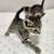 Kittens 19 thumbnail